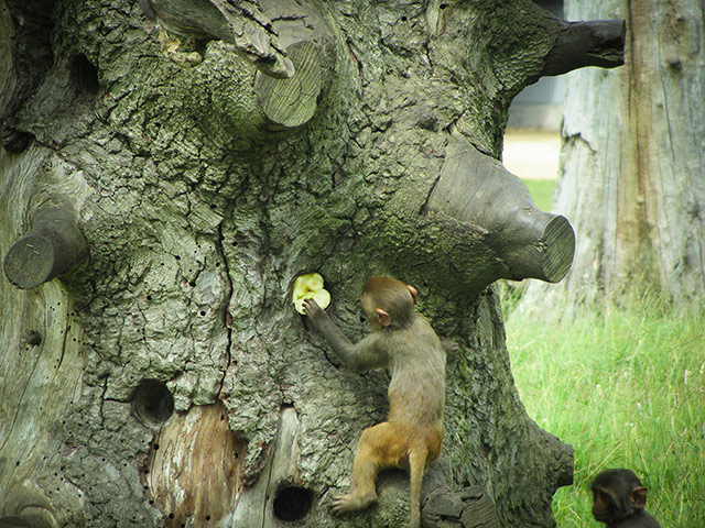 PInk Lady: Cheeky monkey