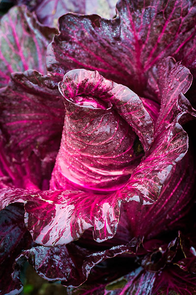 PInk Lady: cabbage