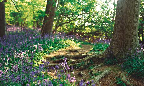 Gardens: bluebells