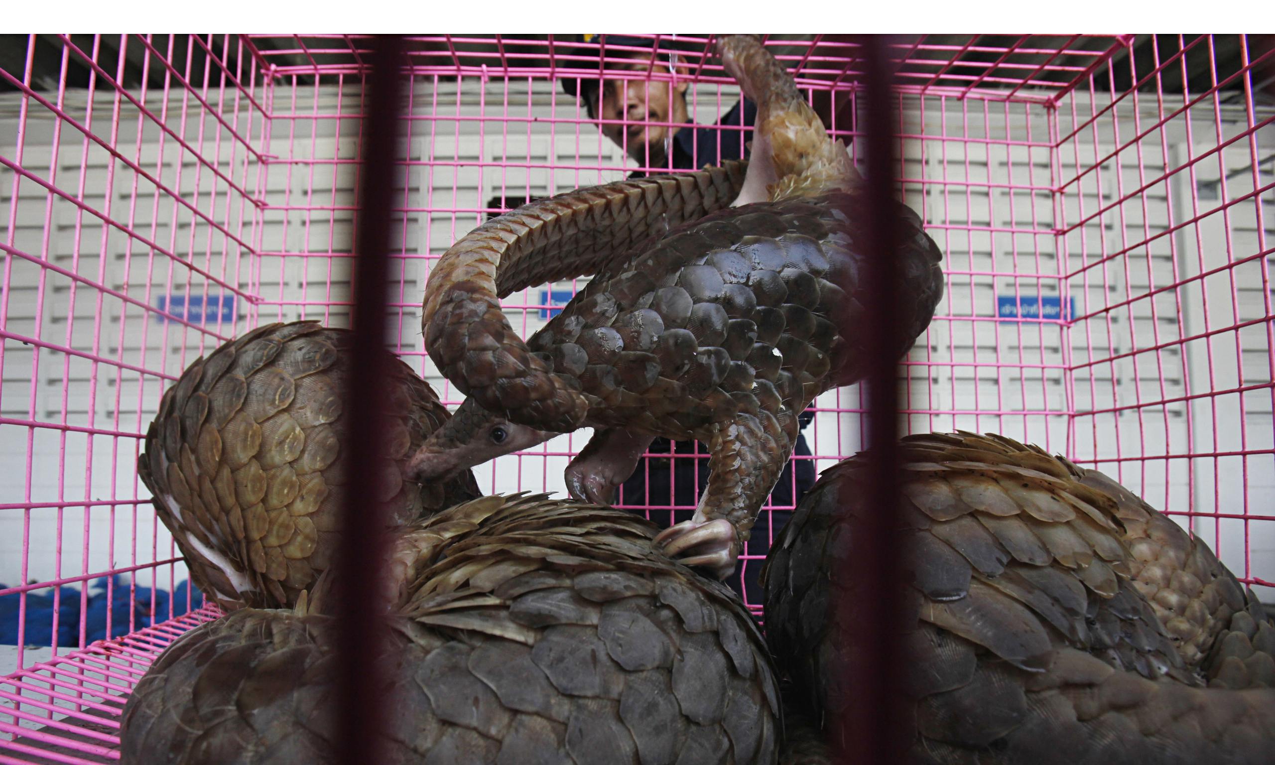 China hopes to take rare animals off the menu with tough jail sentences | Environment ...