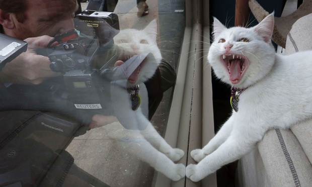 Catpuccino hit: tv crews film a cat at the Cat Cafe in New York, where visitors are served coffee while cats roam throughout the space to pet.