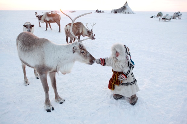 Nenya Vanuito, a 2 year old Nenets girl, approaches a reindeer at her family's winter camp on the tundra near Tambey. Yamal Peninsula, Western Siberia, Russia.