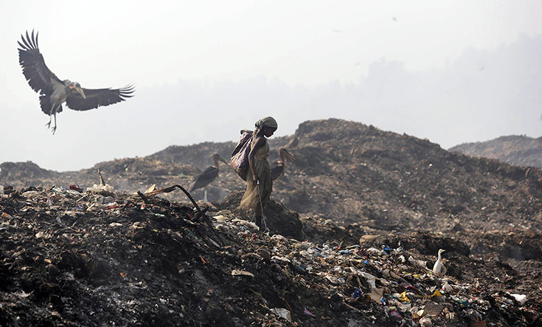 20 Photos: a greater adjutant stork flies by a woman at a garbage dump in Gauhati