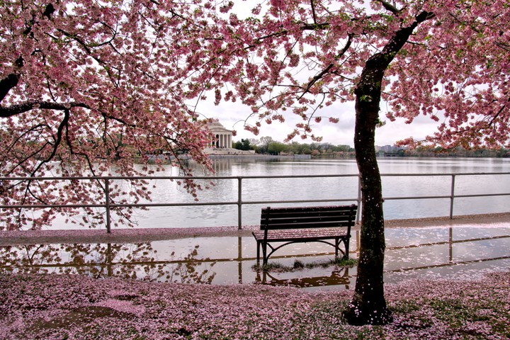 April photo competition: Tidal Basin in Washington DC 