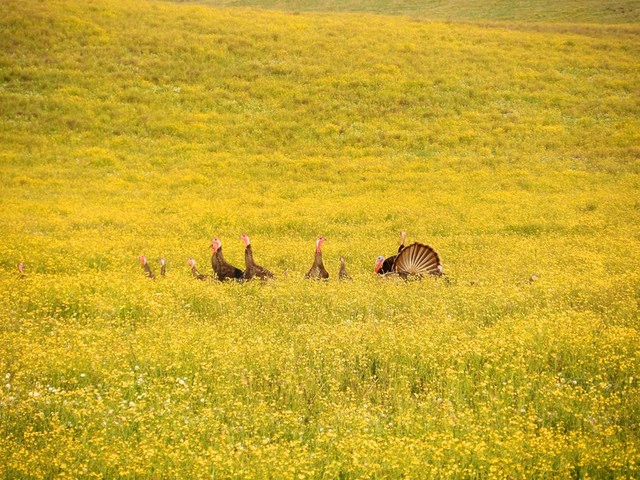 April photo competition: wild turkeys Hawaii
