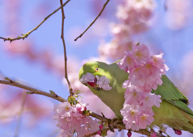 April photo competition: Bushy Park in Teddington, south-west London