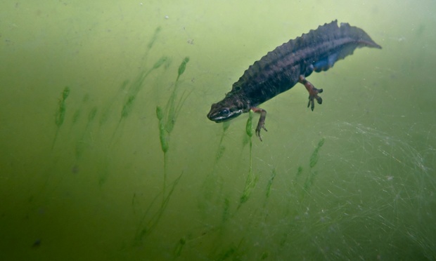 Green shoots :  Smooth newt by Peter Bardsley