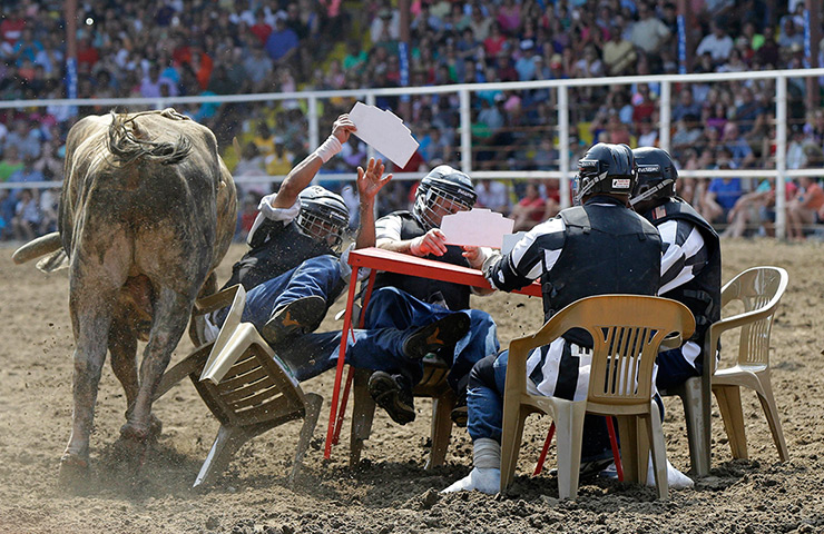 FTA: Angola Prison Rodeo: A bull rams inmates seated at a card table in the Convict Poker event 