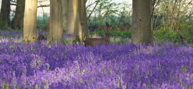 Green shoots : Roe deer in Micheldever woods, Hampshire, by Donna Robinson