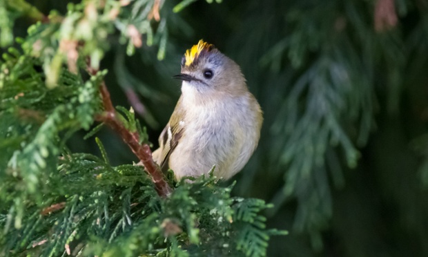 Green shoots : Goldcrest in Halesworth, Suffolk by Cliff Watkinson on 19 April 2014