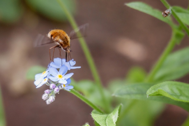 Green shoots : Bee fly in Warley Place, Essex, by David Howarth