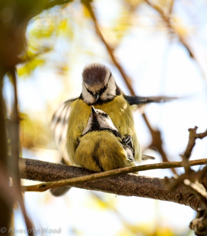 Green shoots :  Mating blue tits  in our garden in Tamworth by Sarah Walters