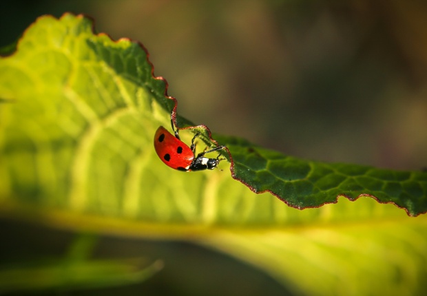 Green shoots: On the edge  by Sarah Walter