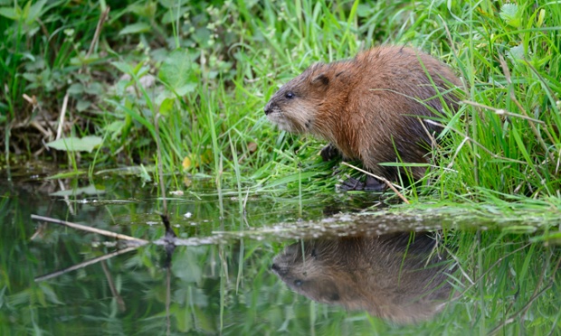 Green shoots : Water vole, Bremen by Paul Mills