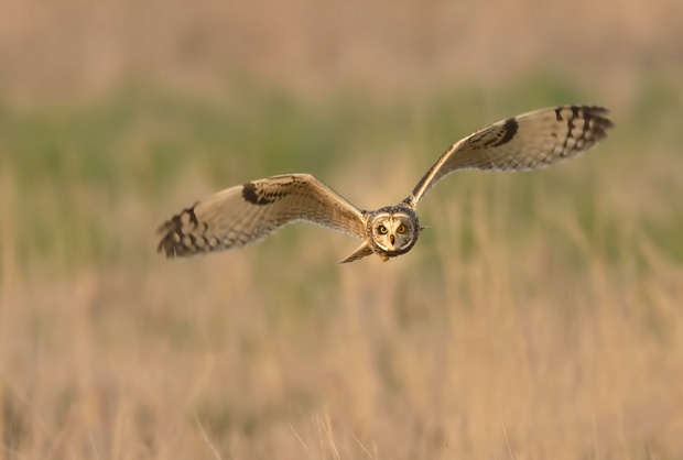 Green shoots : Short-eared owl by Andy Pritchard