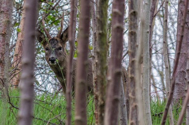 Green shoots : Checking me out by steb1