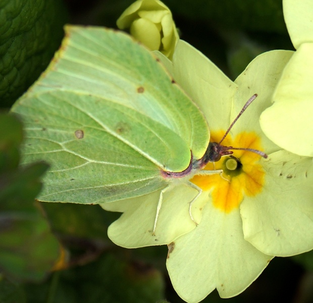 Green shoots : A primrose pitstop for a beautiful Brimstone to refuel! by Steve Maskell on 30 March 2014