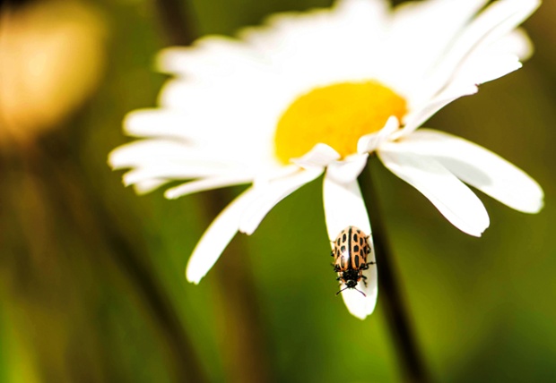 Green shoots : bugs view of a Michaelmas daisy in flower in March! by Steve Jeffreys