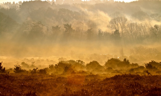 Green shoots : New Forest by Donna Robinson