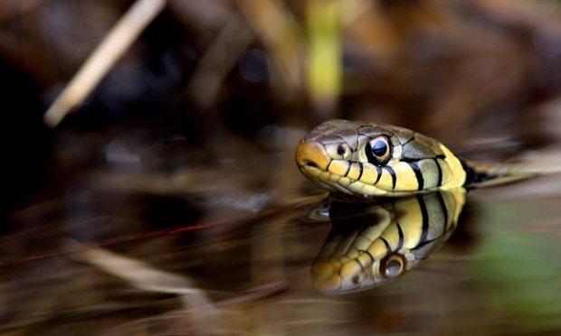 Green shoots : Grass snake by Nigel Murgatroyd 