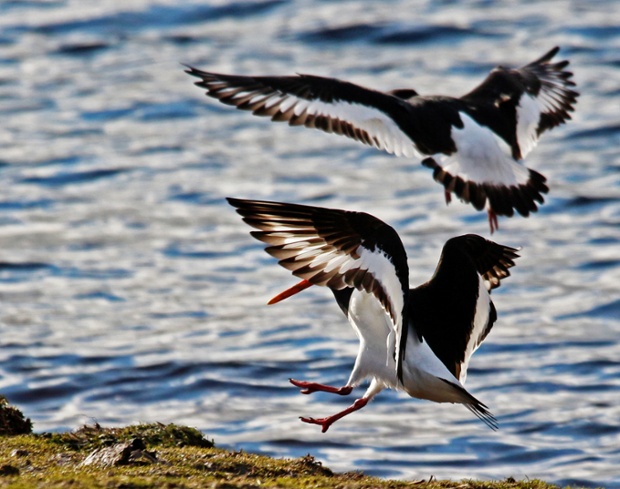 Green shoots:  Oystercatchers are back by Nicola 19 February 2014