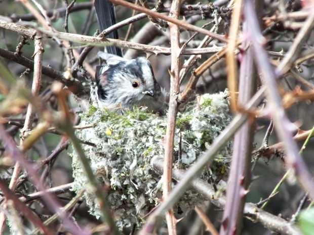 Green shoots : Long-tailed tit nest building by Jon Mee on 25 February 2014