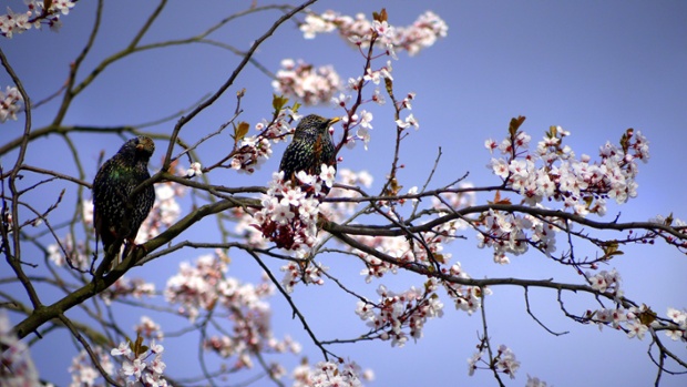 Green shoots: Sitting on a branch by Cherine Koubat