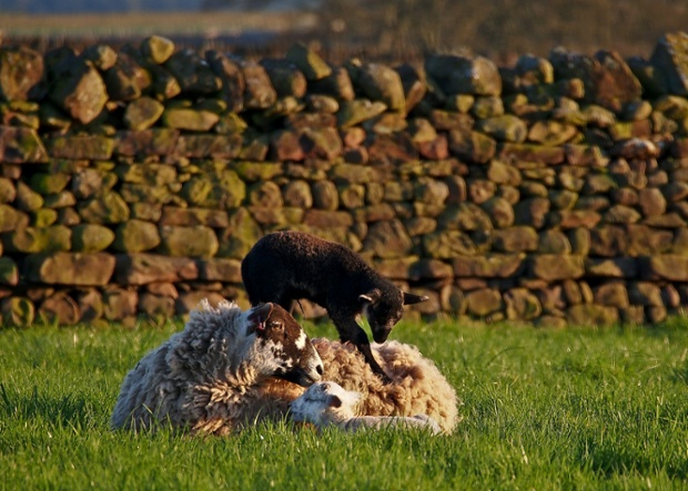 Green shoots : Finding a comfortable patch by Peter Bardsley