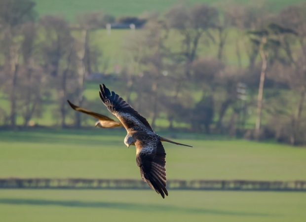 Green shoots : Red Kites at Watlington Hill, Oxfordshire by Watlington Hill by Bruce Clarke