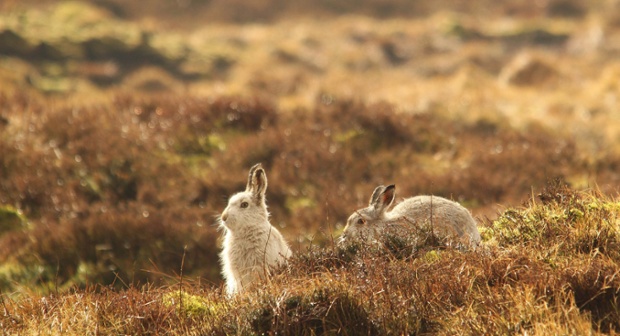Green shoots : Mountain hares by Derbyshire Harrier