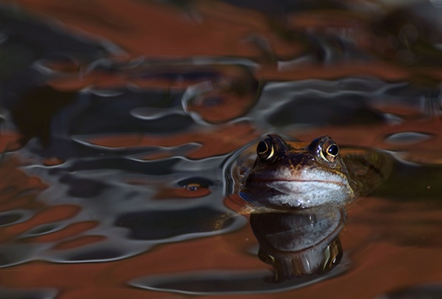 Green shoots : frog by Nigel Murgatroyd on 8 March 2014.