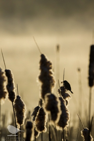 Green shoots : Reed bunting gathering nest material (Emberiza schoeniclus) A reed bunting gathering nest material (Emberiza schoeniclus) from a reed mace, early in the morning. Middleton Lakes, Tamworth, Staffordshire, by Ed Marshall