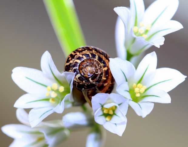 Green shoots : Common snail by Natures Art Photography 