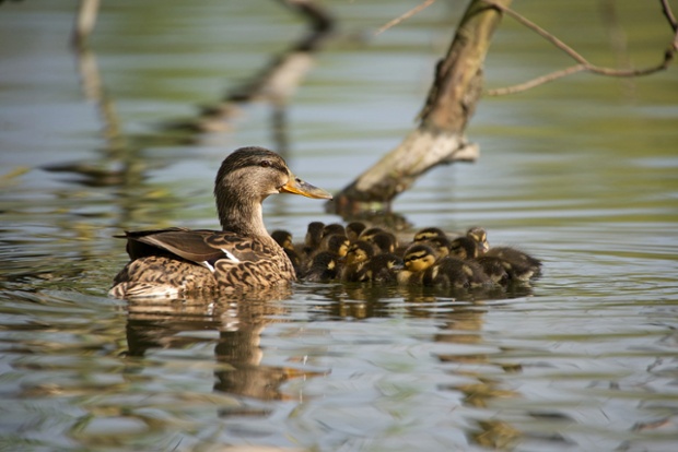 Green shoots : Mallard with ducklings by Matt Cawrey 13 April 2014.