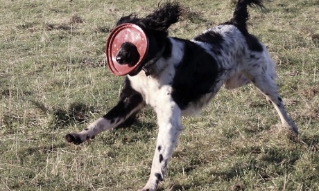 dog running and holding a flying disc in its mouth