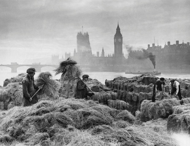 Men unload esparto grass from barges at a wharf near Lambeth on the River Thames. The grass is used for making bank notes and stockings. Westminster Bridge, Houses of Parliament and Big Ben in the background, 1938.