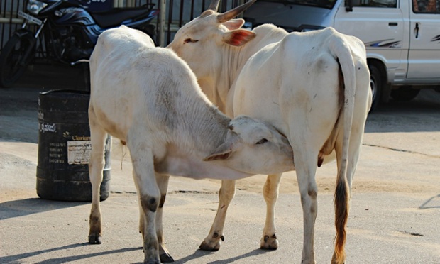 cows in Mysore, India