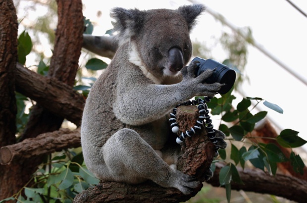 An Australian Koala, that was born with a damaged eye,  examines a camera in its enclosure at Wild Life Sydney Zoo.  Images are triggered by the koala's movements encouraging it to take a selfie