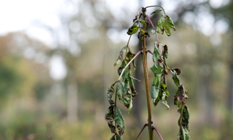 Early symptoms of ash dieback on young ash coppice in Wayland Wood, Norfolk