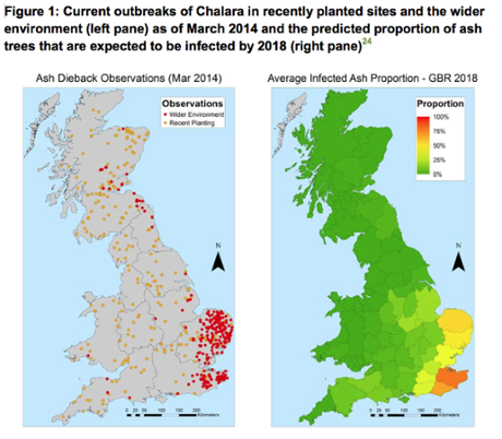 Ash dieback distribution map