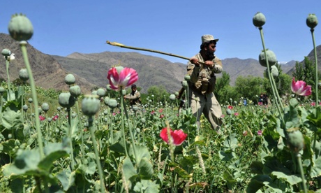 opium afghan poppy