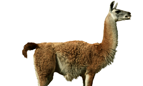 guanaco (Lama guanicoe), cutted out