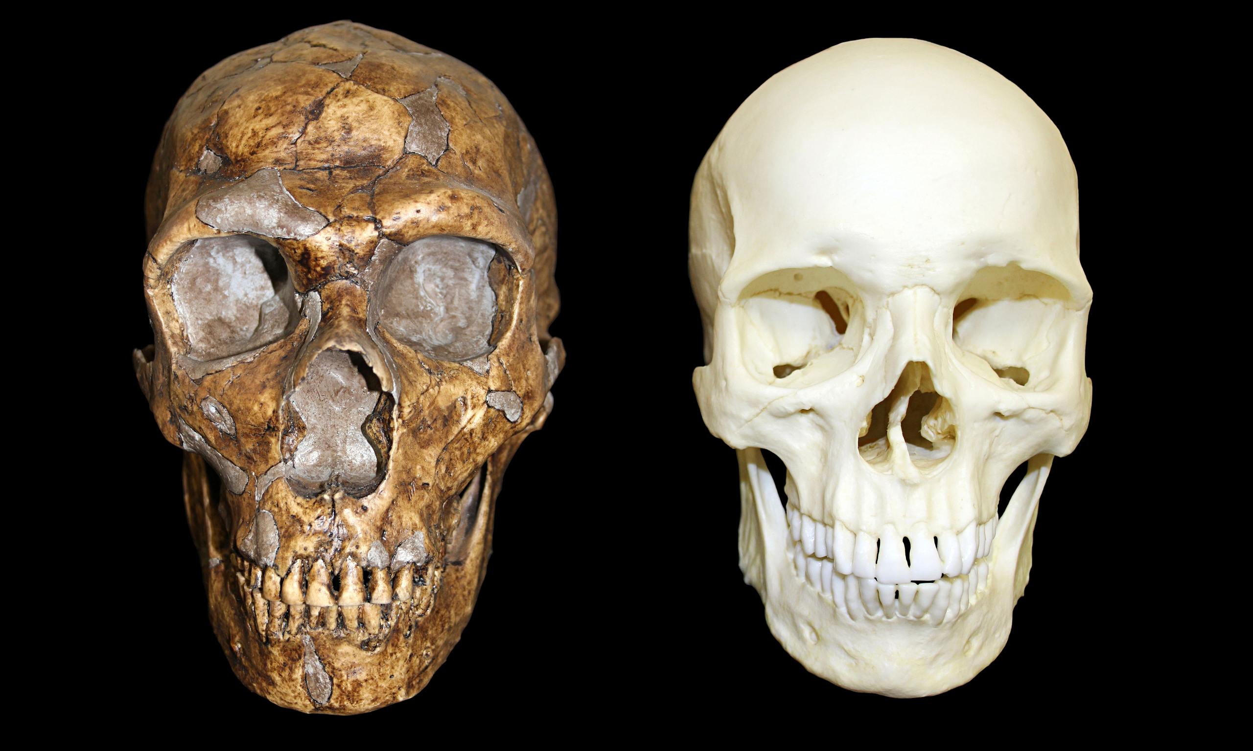 evolution of a cro magnon audiobook evolution of a cro magnon audiobook