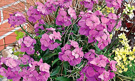 Plant of the week: Wallflower 'Winter Joy'