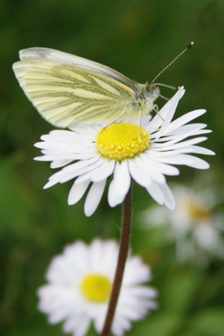 Signs of spring: A butterfly is photographed on a daisy at Thames Path in London.