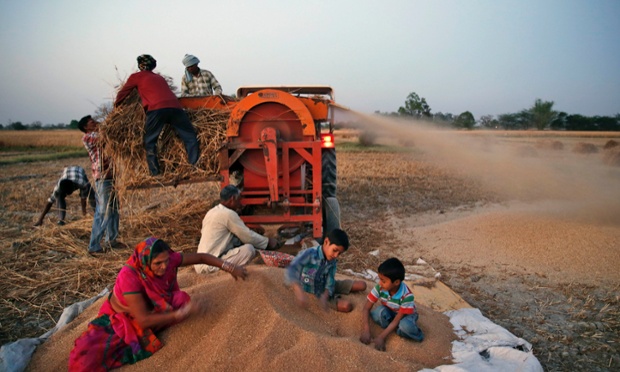 Οι αγρότες ζωοτροφές συγκομισθέντος καλλιέργειες σιταριού σε μια αλωνιστική στο Kunwarpur χωριό κοντά στο Ανατολικό Λονδίνο στην Ινδία.