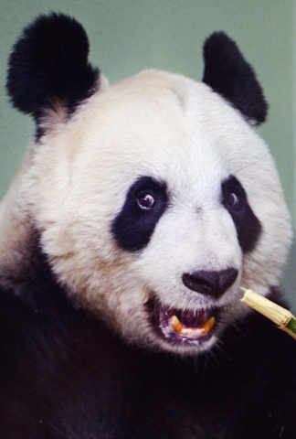 Eats, shoots and leaves...it's that time again for Tian Tian, the female panda at Edinburgh zoo. Experts at the zoo have been monitoring Tian Tian as her hormone levels have been showing she will soon enter her brief fertile mating period.