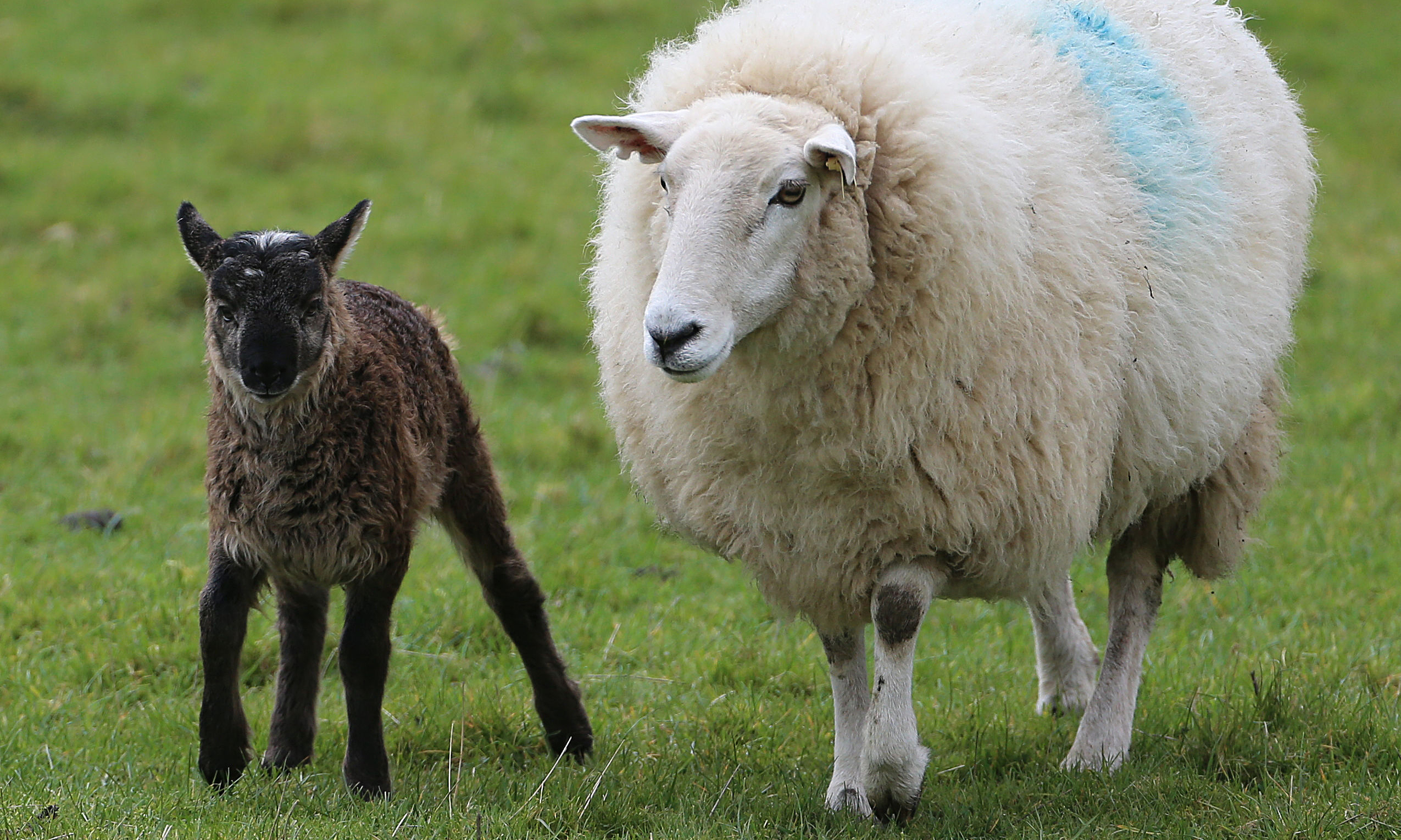 Irish farmer claims to have bred goat-sheep hybrid, or 'geep' | World ... Irish farmer claims to have bred goat-sheep hybrid, or 'geep' | World ...