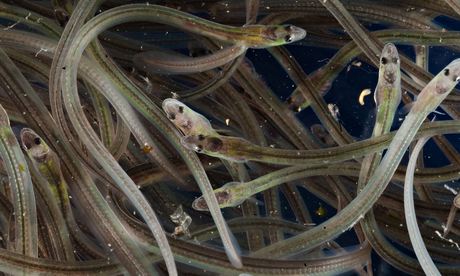 Glass eels are becoming more plentiful