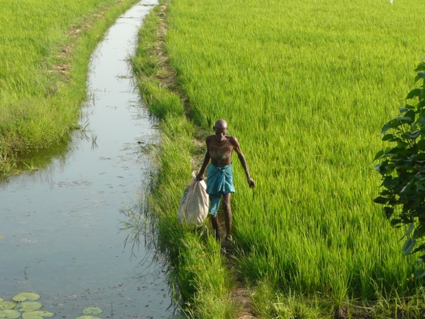 'An old man without an inch of fat on him walking steadily down a narrow path in his rice field. A picture of health, showing the benefits of continued physical activity in old age.'